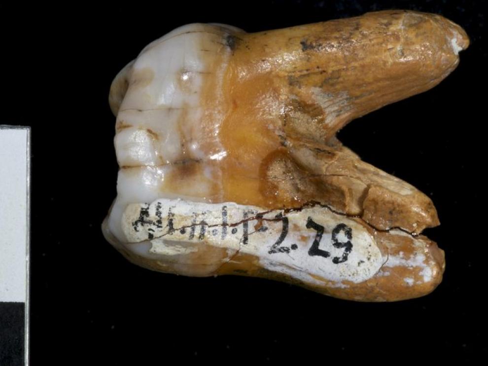 Imagen de la muela encontrada que perteneció al 'denisovano'.