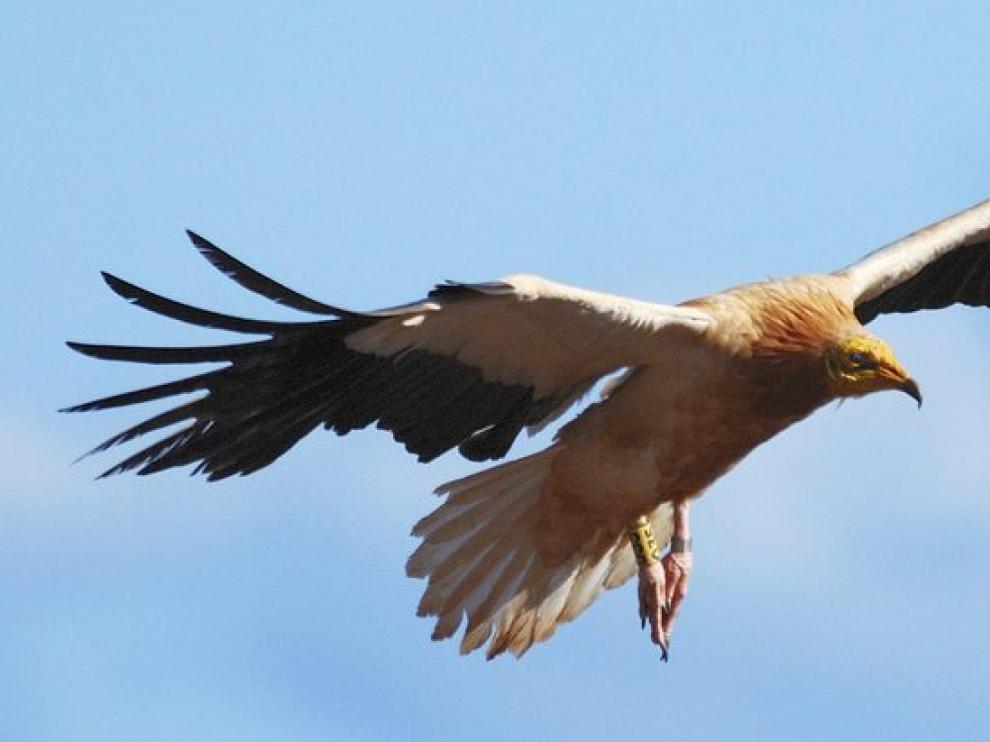 Un ejemplar de alimoche en vuelo