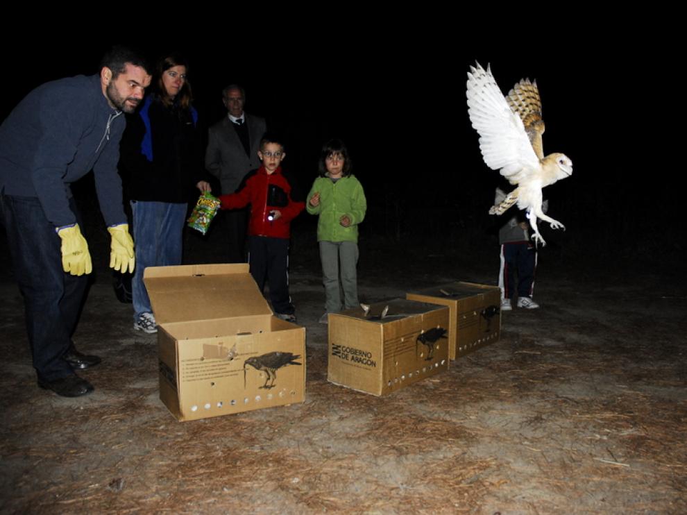 Suelta de una lechuza curada en el Centro de fauna de La Alfranca