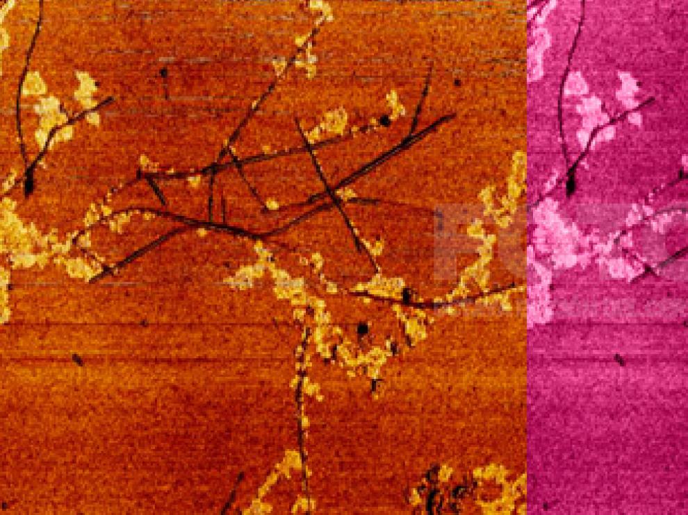 'Sakura', obra ganadora del premio 'Año Internacional de la Química' de Fotciencia