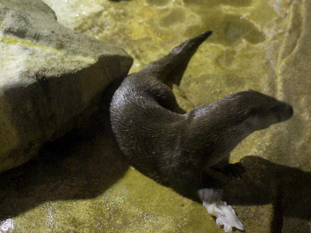 Las simpáticas nutrias forman parte también de la familia del acuario zaragozano