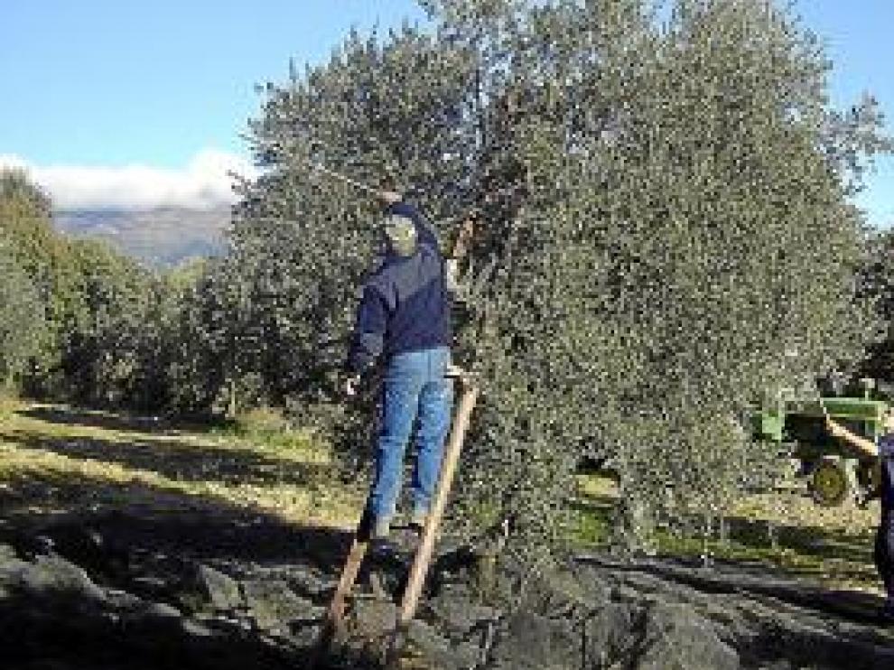 El sector olivarero atraviesa un complicado momento.