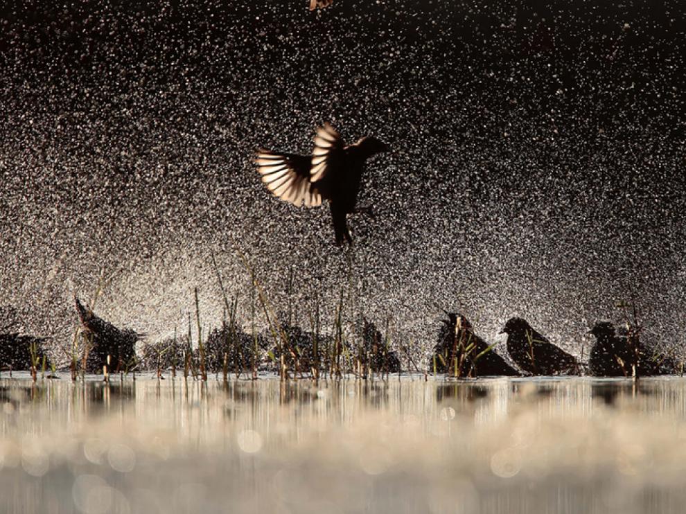 Estorninos negros. Premio 'Aves de España'