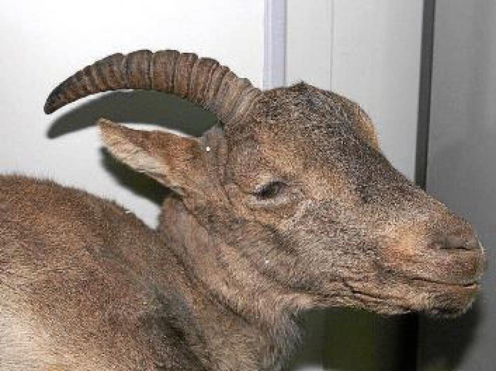 La última bucarda murió en Ordesa en enero de 2000.