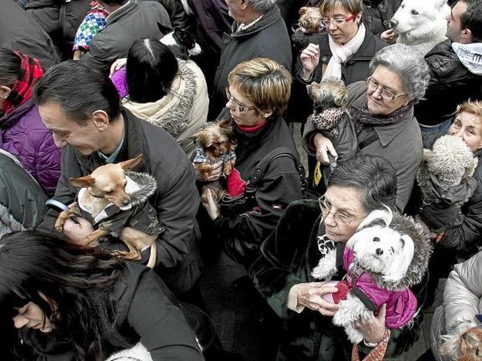 Los perros, bien abrigados para contrapesar el frío zaragozano, esperan en brazos de sus dueños la bendición de San Antón.