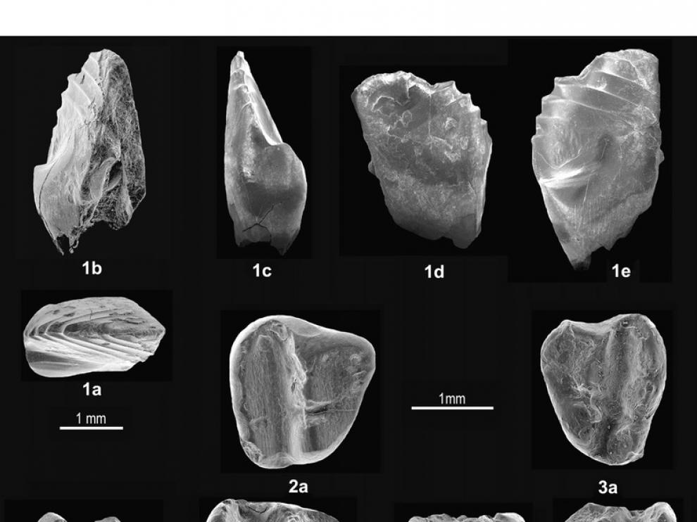 dientes del nuevo mamífero de los tiempos de dinosaurios que hemos descrito en Galve. Son fotos de Microscopio Electrónico de Barrido porque son muy pequeños.