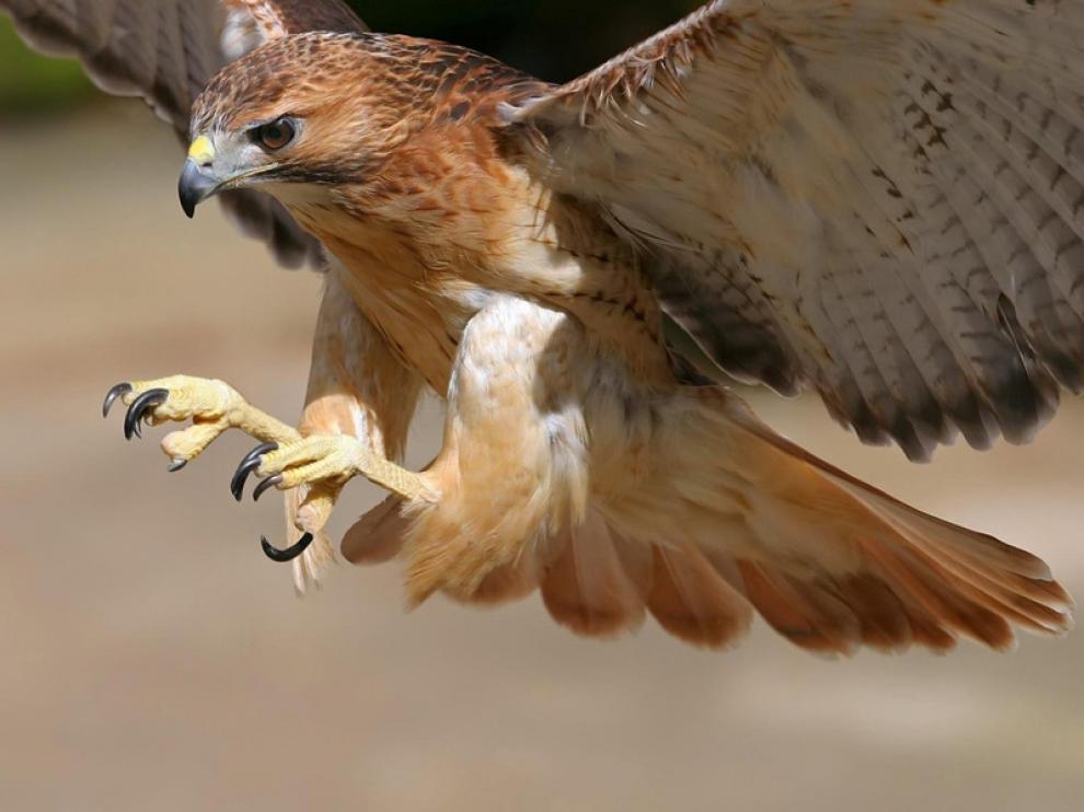 Un ejemplar de halcón, que controla las palomas en la plaza del Pilar.