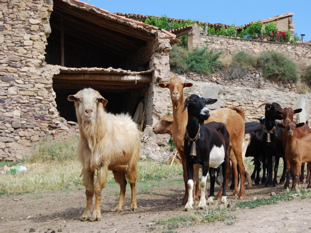 Rebaño de cabras en Sierra de Arcos.