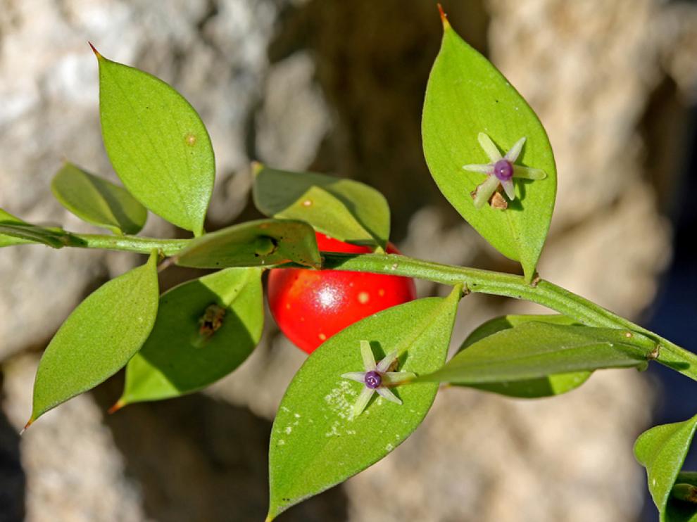 Flor y fruto del rusco en la zona del Monrepós