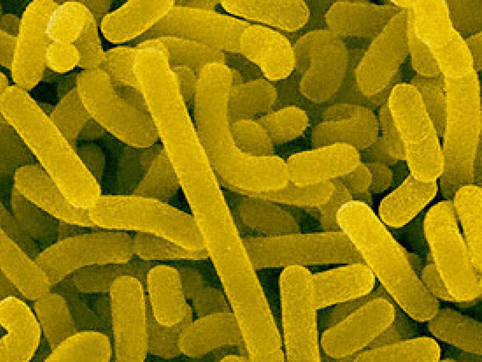Imagen de Lactobacillus acidophilus, una bacteria presente en la vagina que protege de la infección por otros microorganismos, al volver más ácido el ambiente en el que se encuentra