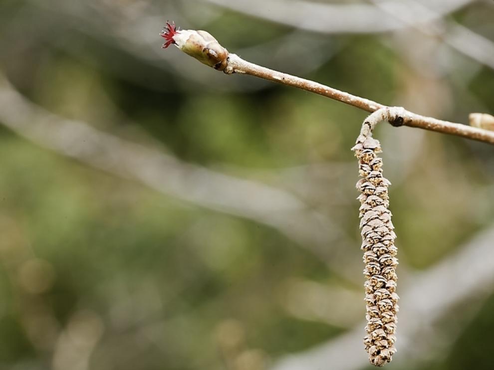 Flores masculinas y femeninas del avellano