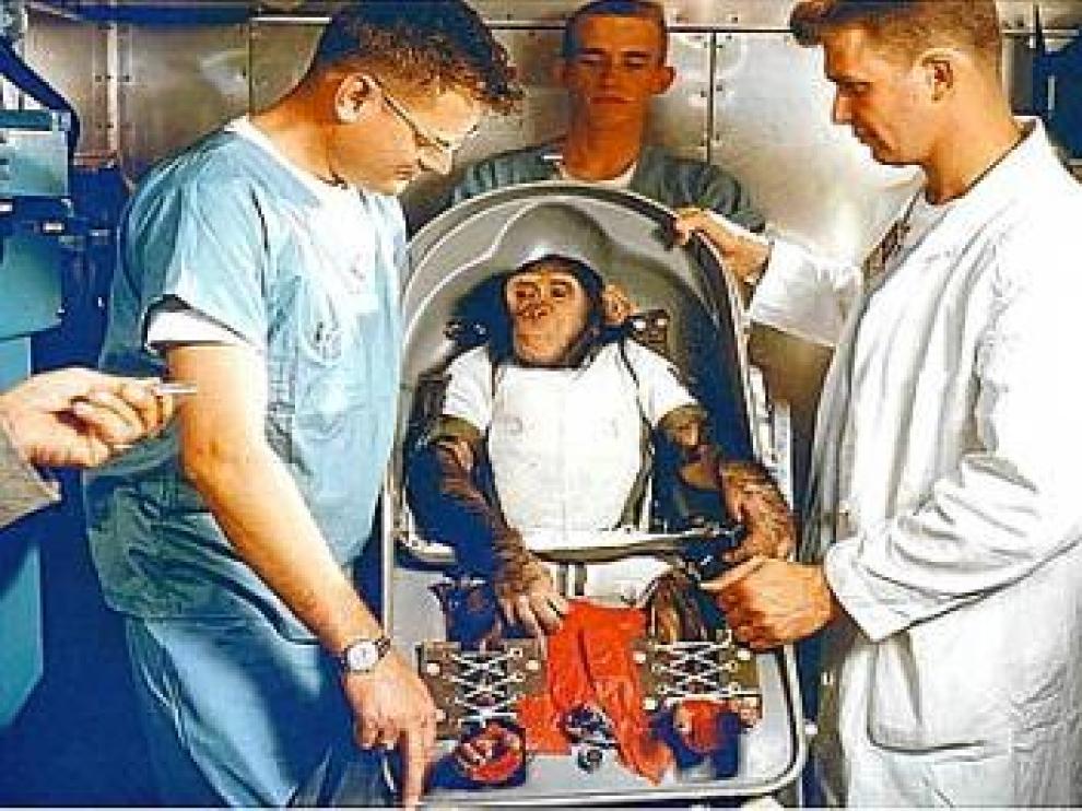 El chimpancé Ham se prepara para viajar al espacio.