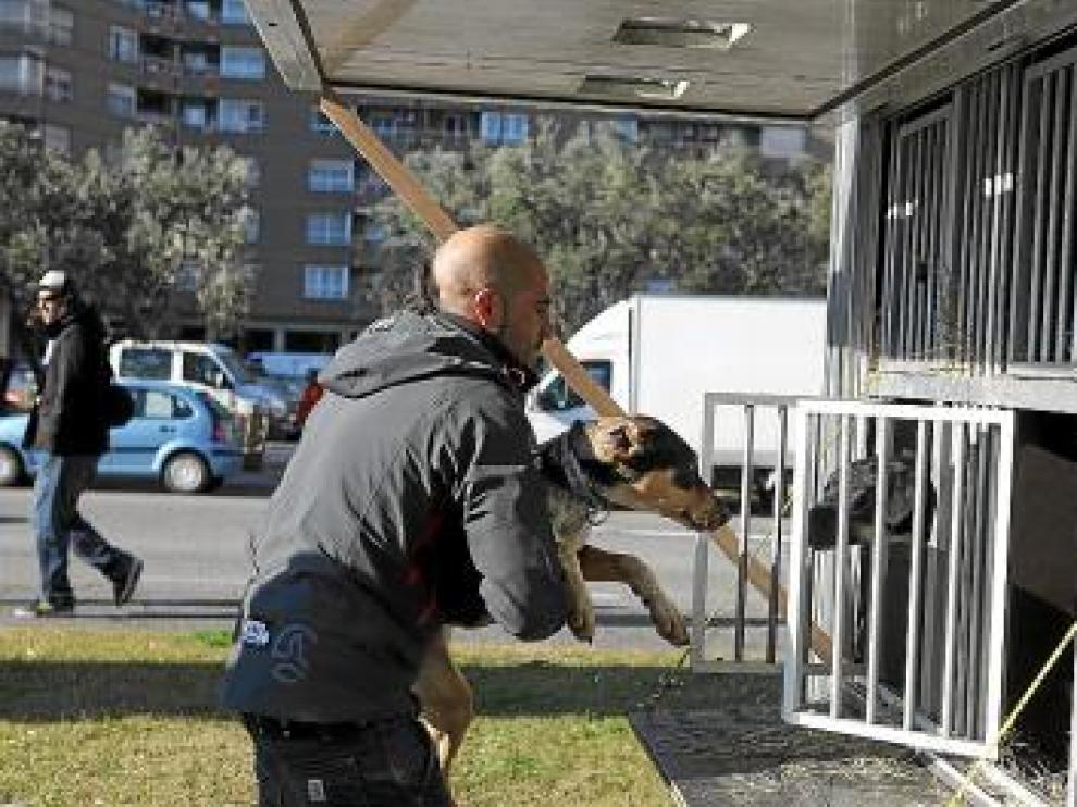 Iker Ozkoidi, campeón en 2009, recoge a uno de sus perros