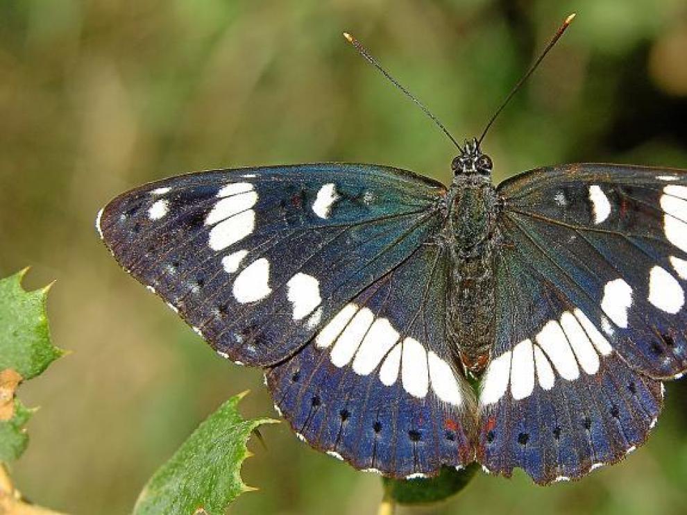 La ninfa de los arroyos (Limenitis reducta) se alimenta de madreselvas cuando es oruga, y vive en biotopos frescos del Cinca Medio.