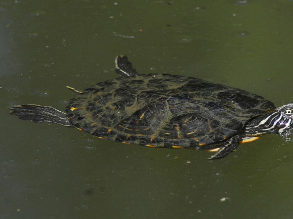 Galápago de Florida