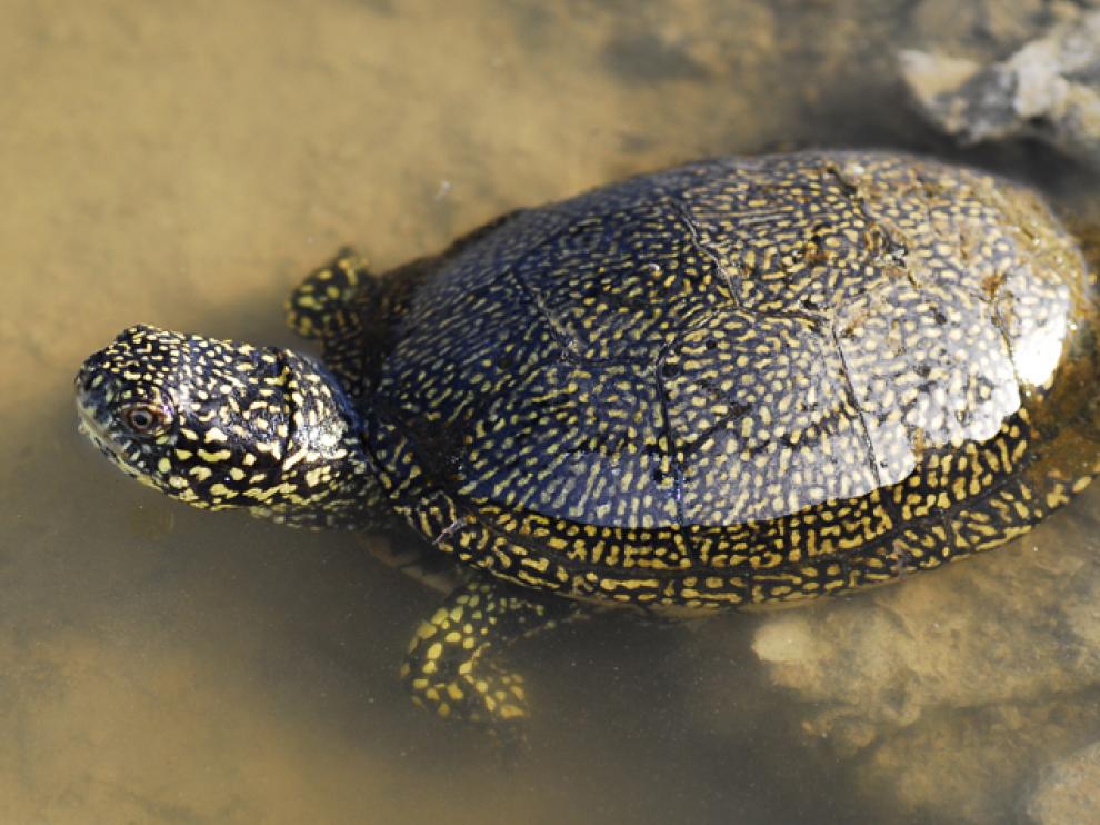 galápago europeo