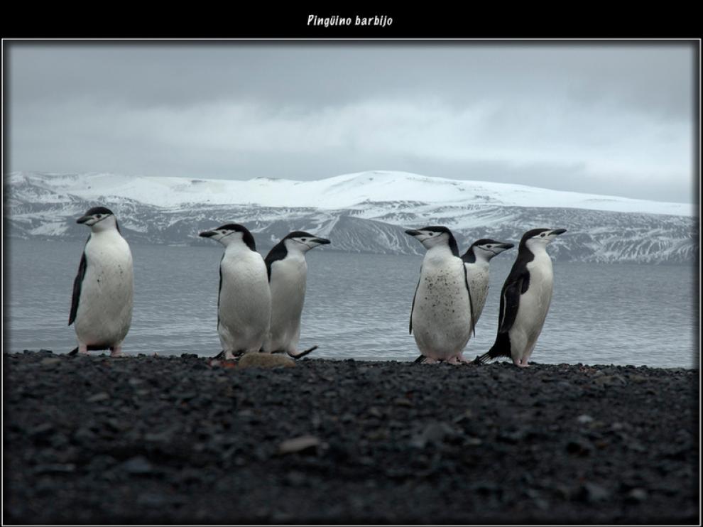 Los pingüinos son curiosos por naturaleza y se acercan a curiosear por la base