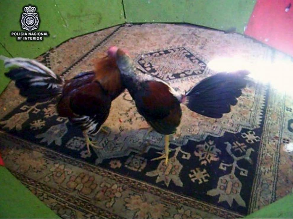 Foto cedida por el Ministerio de Interior, en la que se ven algunos gallos utilizados para pelear
