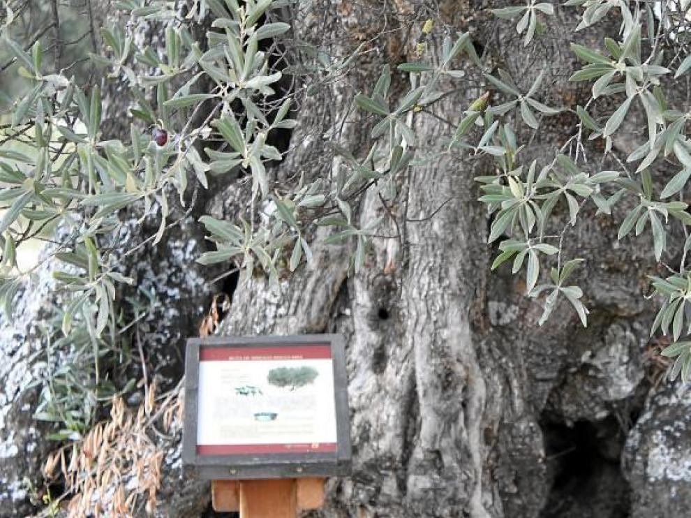 Olivo monumental de El Grado, con un cartel de información acerca de su singularidad.