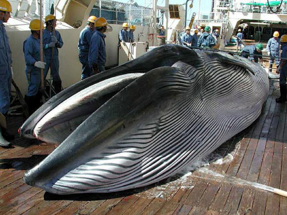 Una ballena capturada por un ballenero japonés.