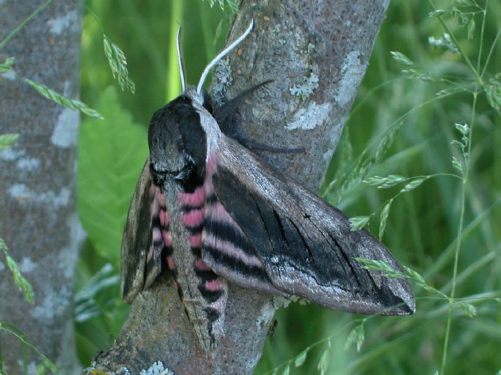 Sphinx ligustri