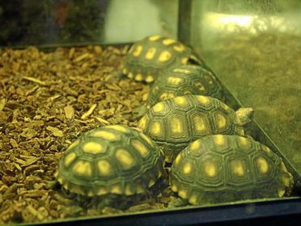 Varias tortugas de la India en un puesto de Chatuchak.