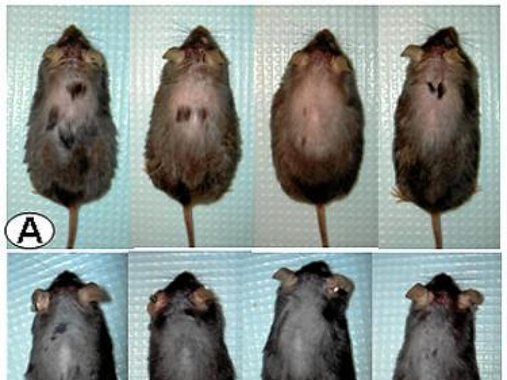 Ratones tratados contra la caída del pelo