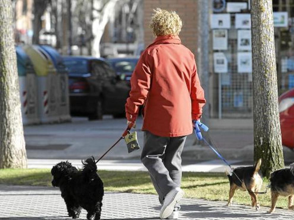 Una señora pasea a sus perros llevando un portabolsas atado a la correa de uno de ellos.