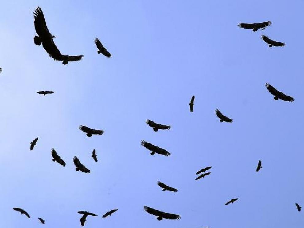 Numerosos buitres leonados dibujan círculos en el cielo, justo encima de una carroña en la sierra de Guara.