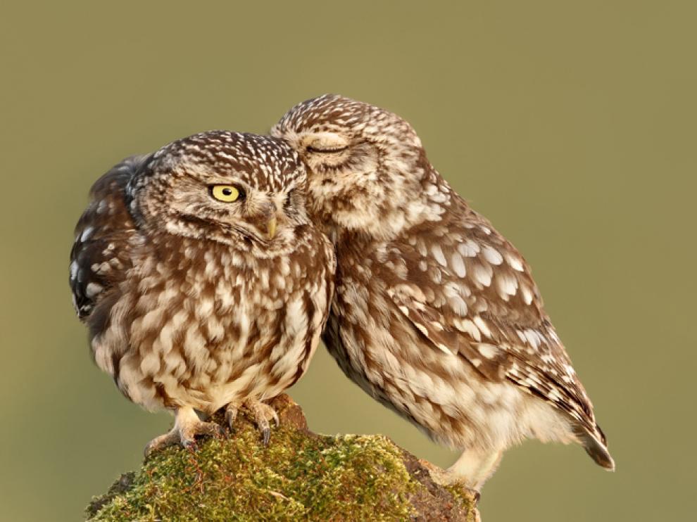 Pareja de mochuelos