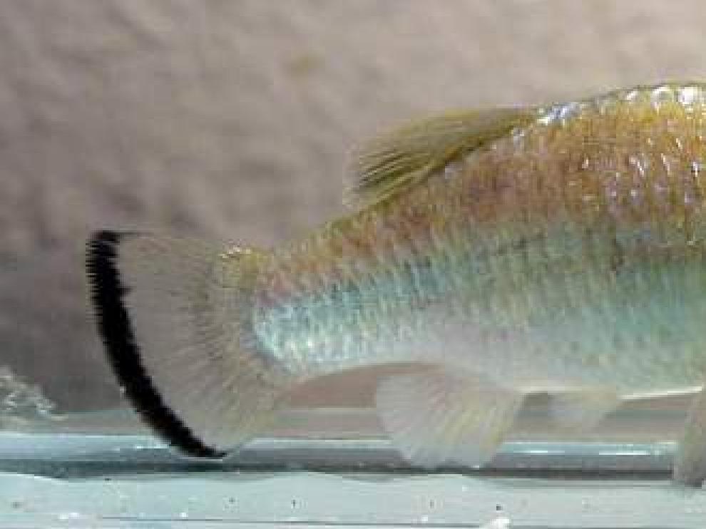 Imagen de un 'Cyprinodon Alvarezi'