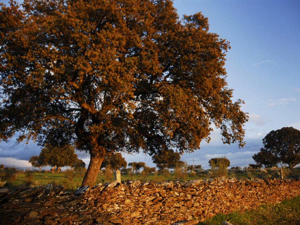 Encina de notable porte, una de las especies emblemáticas de Aragón