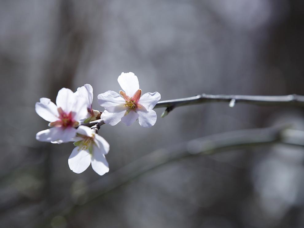 La primavera llega a Aragón