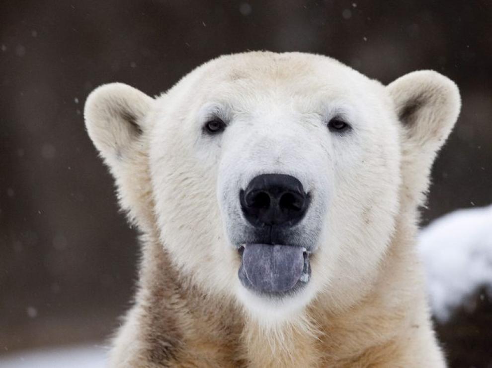El oso polar Knut