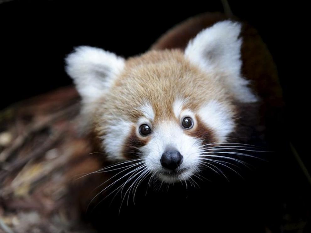 Bebé de panda rojo, en un zoo de Sídney