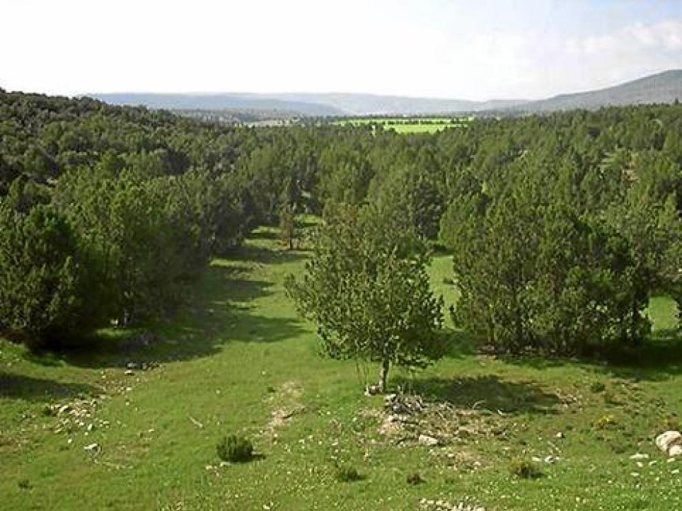 Vista del sabinar, con Toyuela al fondo.