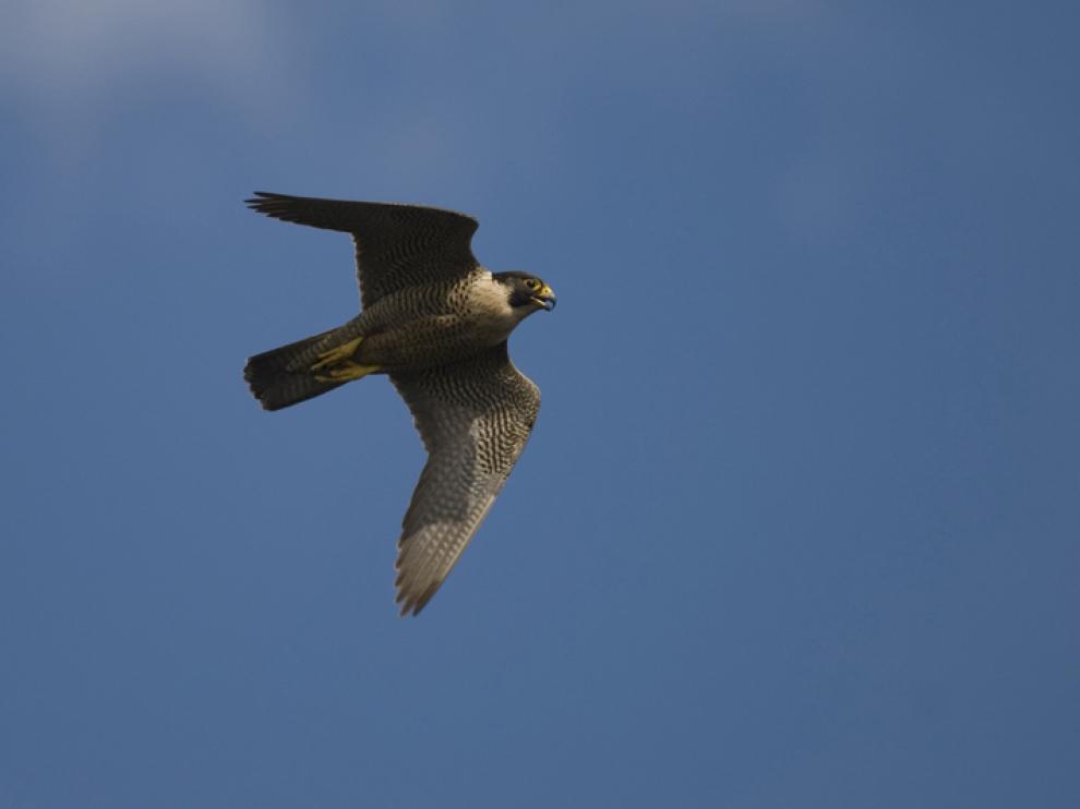 El halcón peregrino alcanza los 300 km/h en vuelo