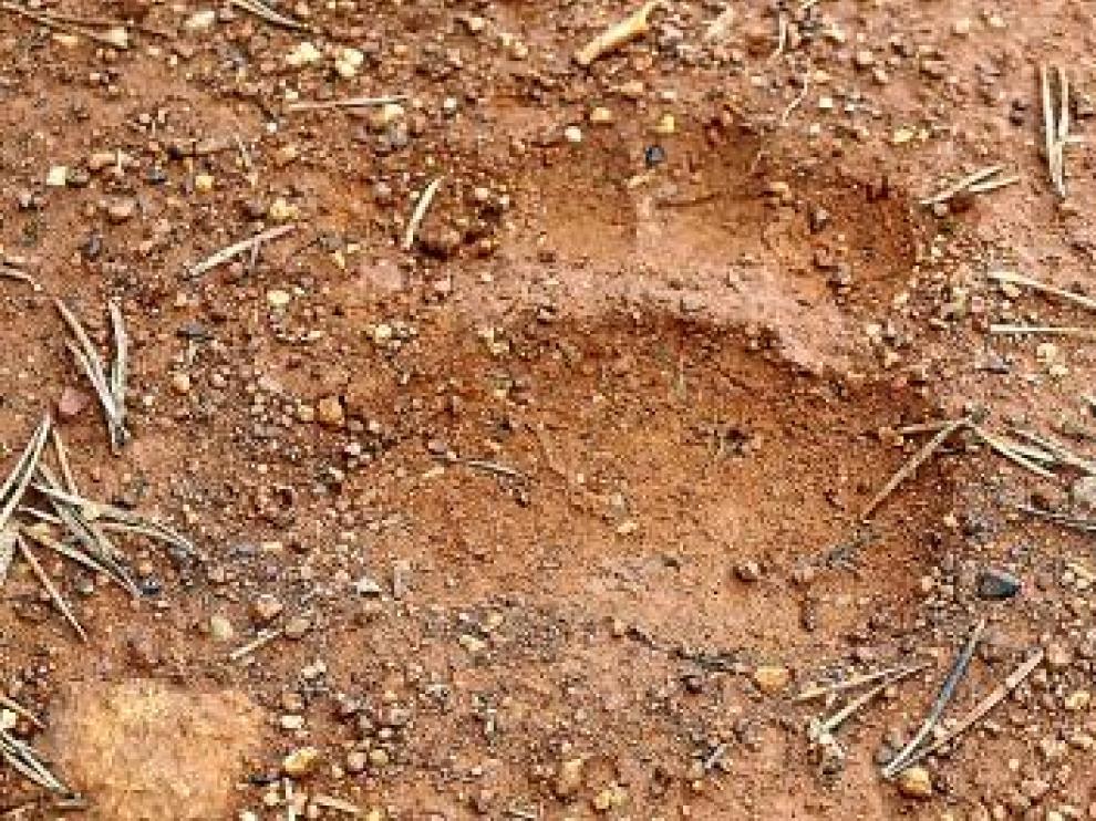 Detalle de una de las huellas fotografiadas por los excursionistas.