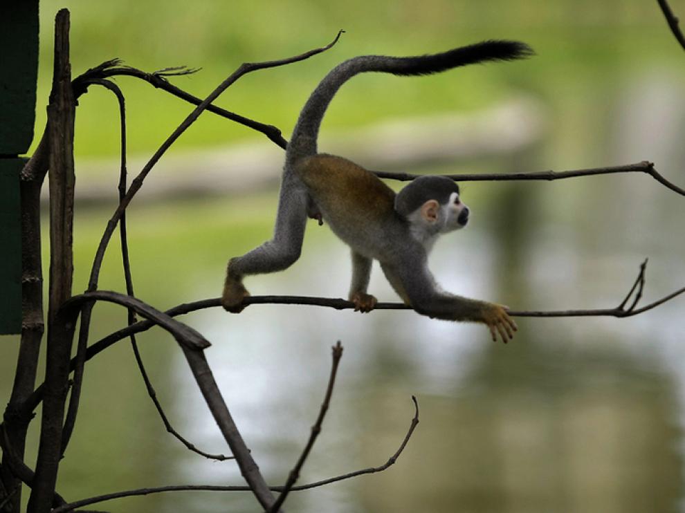 Mono ardilla común, en la Reserva Natural de Río Negro, Brasil