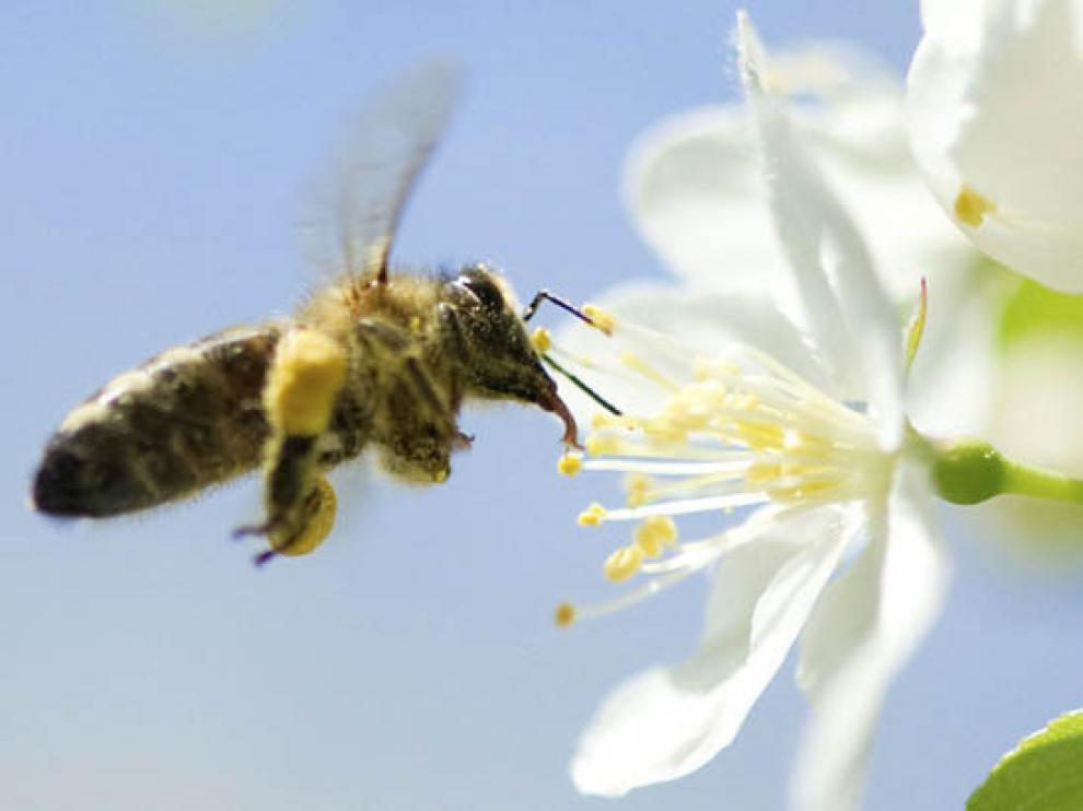Una abeja se dispone a libar de la flor de un cerezo.
