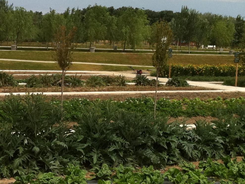 Borraja, alcachofa, espárragos y coles, son algunas de las especies que se cultivan en Ranlllas