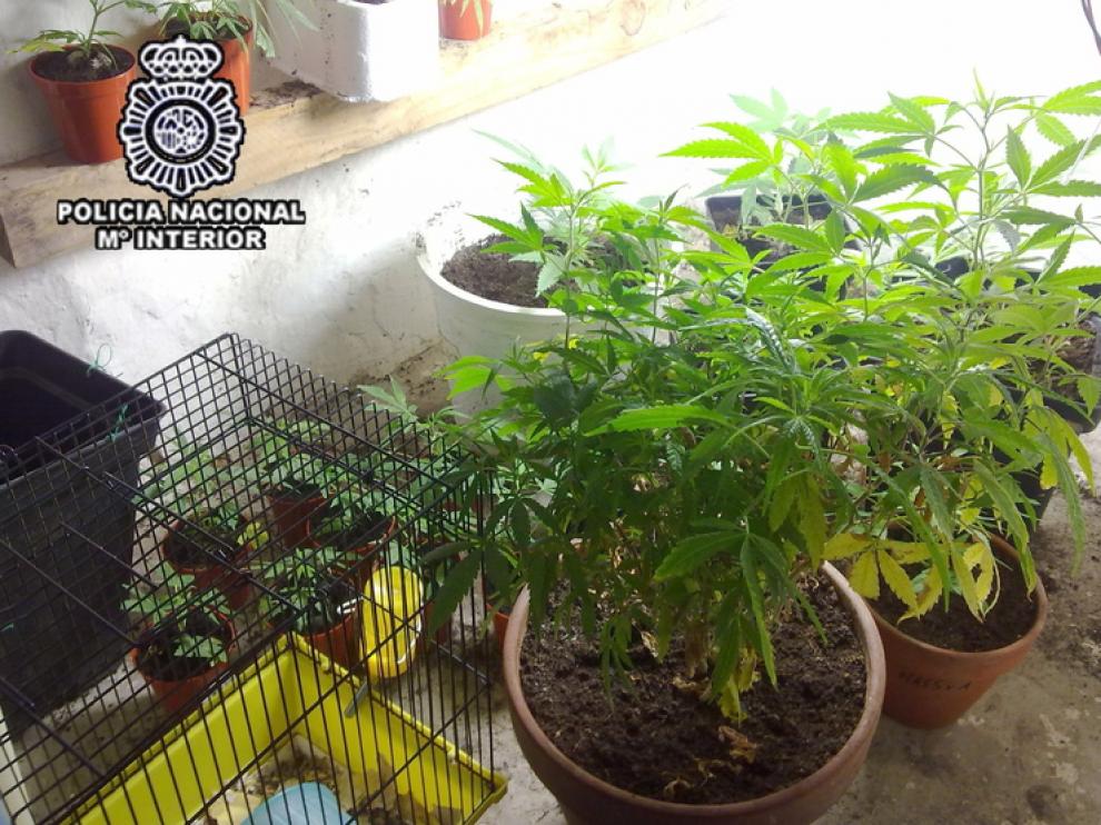 Imagen de una planta de marihuana, en una imagen de archivo