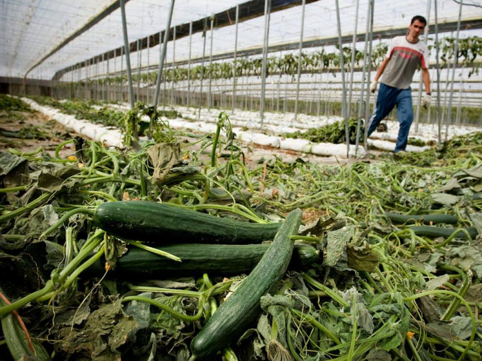 Arrancan plantaciones de pepinos en Almería.