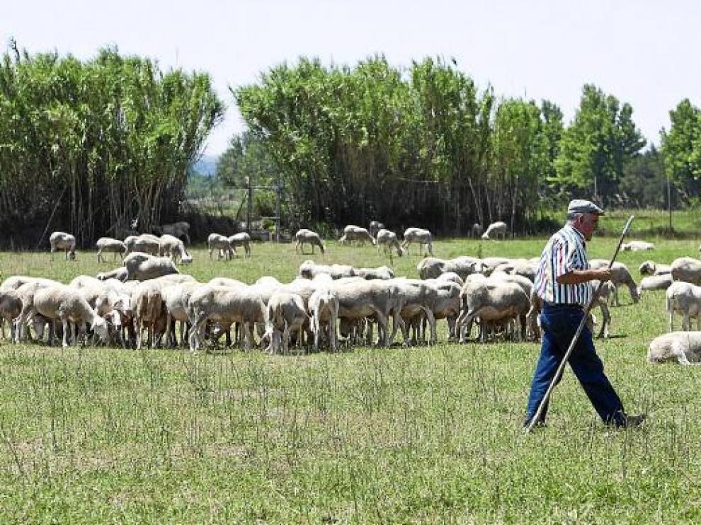 Ángel Gay pastorea el rebaño de 750 ovejas que tiene junto al Ebro en la zona de Movera.
