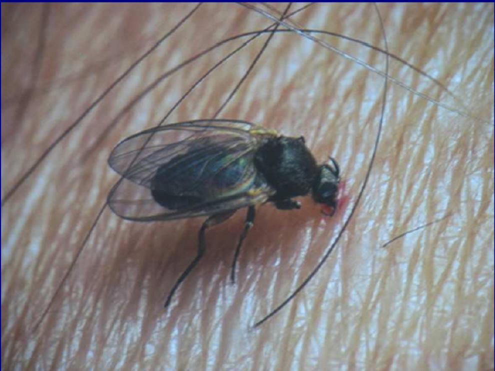 Un ejemplar de la molesta mosca negra