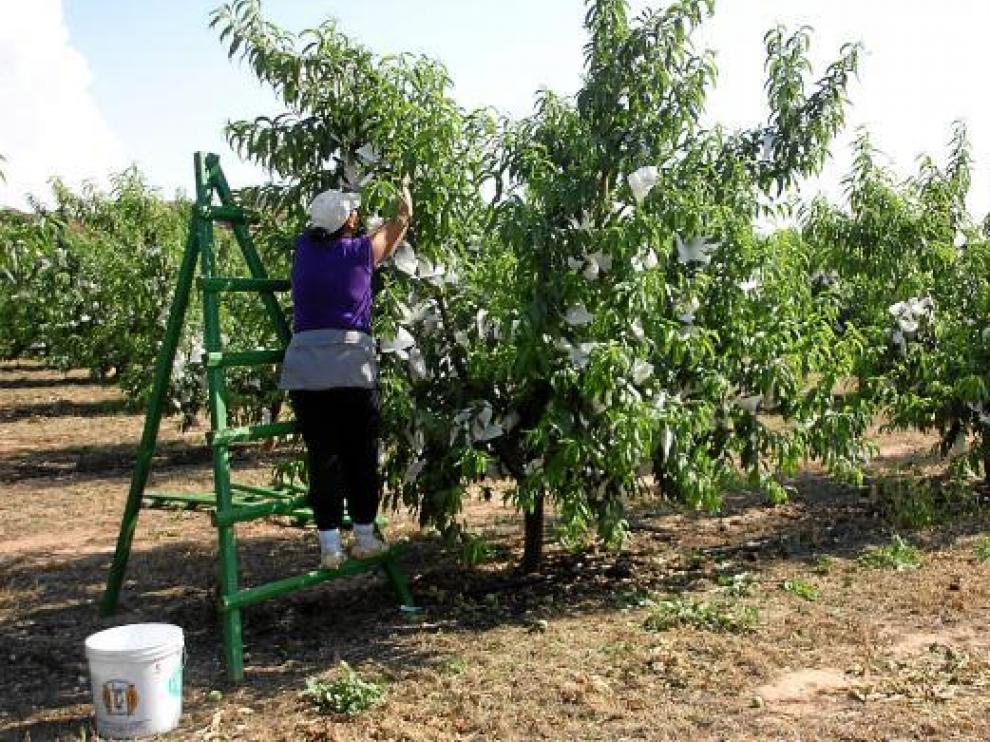 Un trabajador del campo recogiendo fruta.