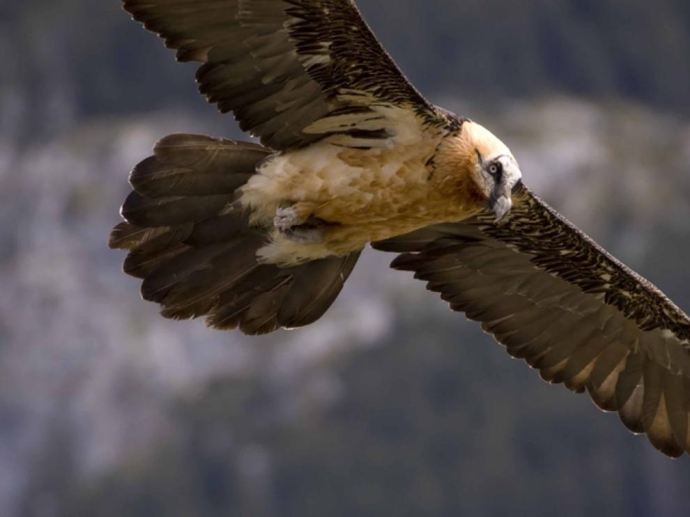 El quebrantahuesos es una especie protegida en peligro de extinción.