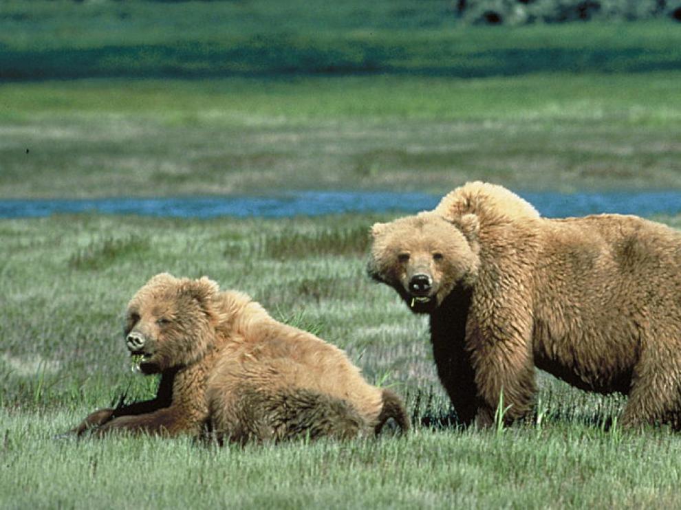 Los osos grizzly de Yellowstone