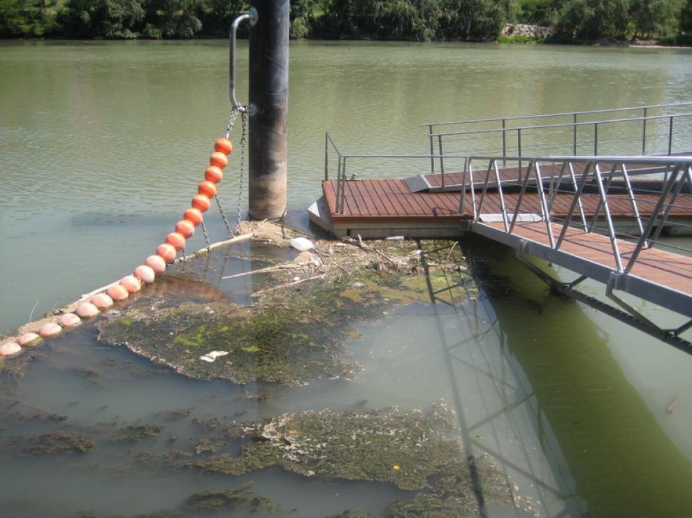 Algas en el embarcadero del Náutico, en Zaragoza
