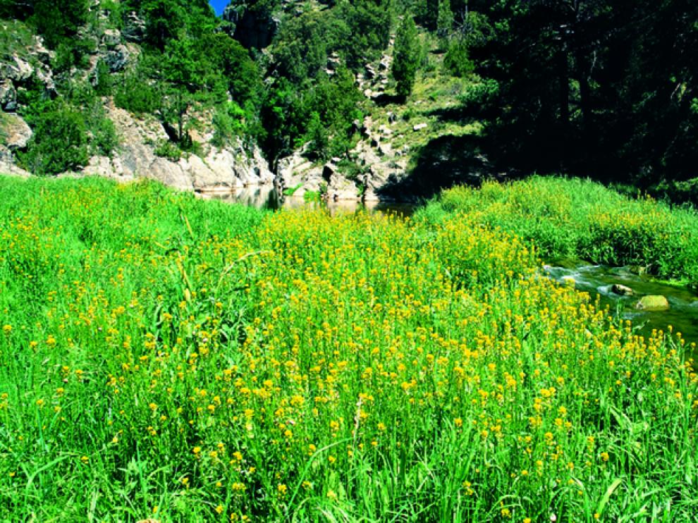 Las aguas del Mijares están llenas de pequeños peces.